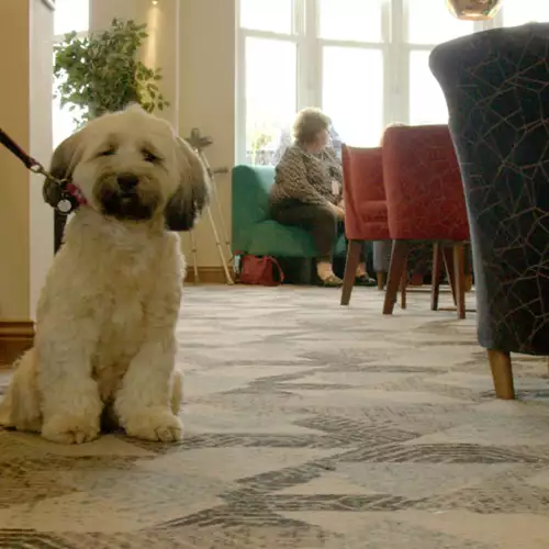 The Marsham Court Hotel - dog friendly