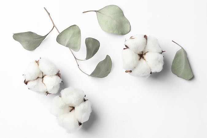 Myth Buster: Egyptian Cotton – a luxury or ancient myth? - News - CLEAN Services